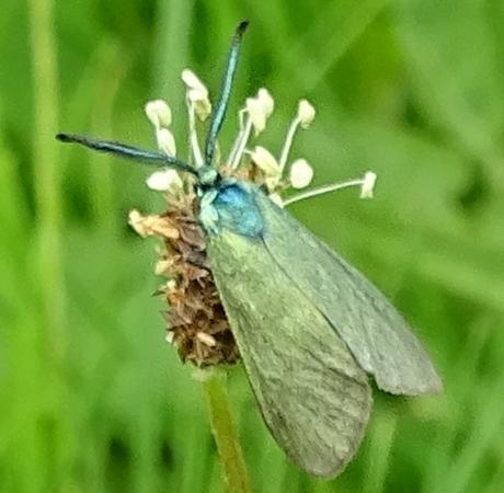 Adscita sp.